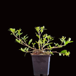 Gardenia Jasminoides en...