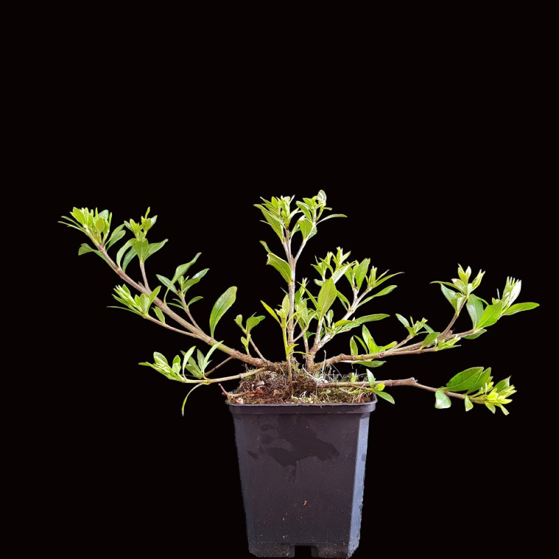 Gardenia Jasminoides en maceta de plástico
