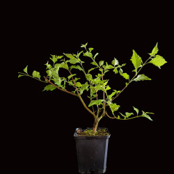 Premna Japónica "arce nioi"