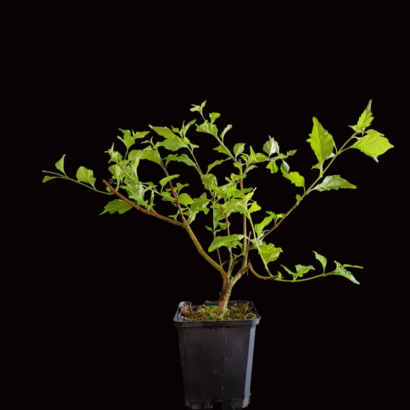 Premna Japónica "arce nioi"