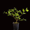 Premna Japónica "arce nioi"