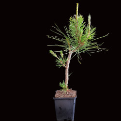 Pinus thunbergii