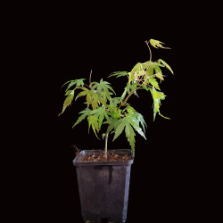 Arce Palmatum "Yamamomiji"