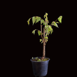 Zelkova serrata