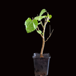 Morus Alba