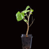 Morus Alba