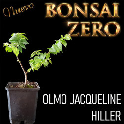 NUEVO Kit Bonsai Zero Olmo...