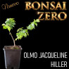 NUEVO Kit Bonsai Zero Olmo Jacqueline Hiller