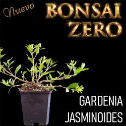 NUEVO Kit Bonsai Zero...