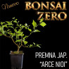 NUEVO Kit Bonsai Zero Premna Japónica "arce nioi"
