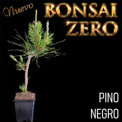 NUEVO Kit Bonsai Zero Pinus...