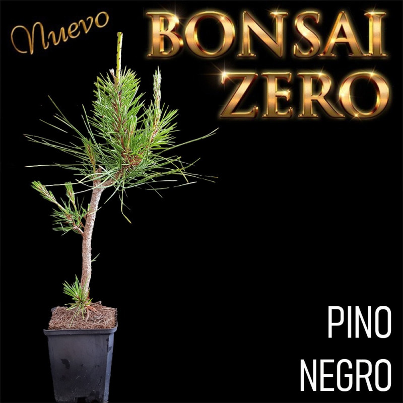 NUEVO Kit Bonsai Zero Pinus Thunbergii