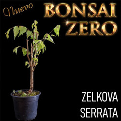 NUEVO Kit Bonsai Zero...