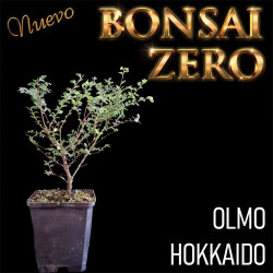 NUEVO Kit Bonsai Zero Olmo...