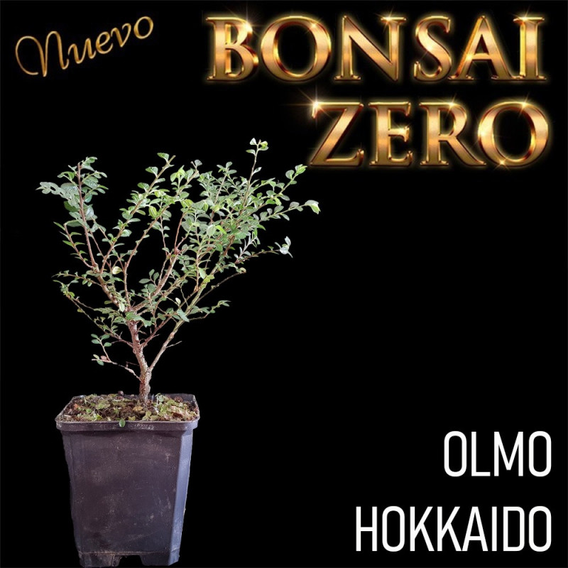 NUEVO Kit Bonsai Zero Olmo Hokkaido "seiju"
