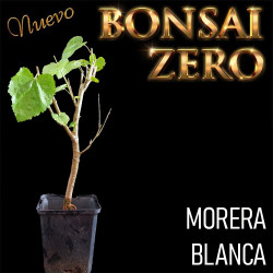 NUEVO Kit Bonsai Zero Morus...