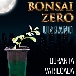 Kit Bonsai Zero URBANO...