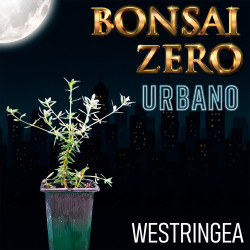 Kit Bonsai Zero URBANO...
