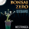 Kit Bonsai Zero URBANO Westringea