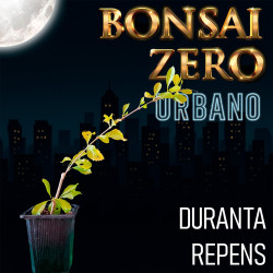 Kit Bonsai Zero URBANO...