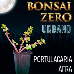 Kit Bonsai Zero URBANO...