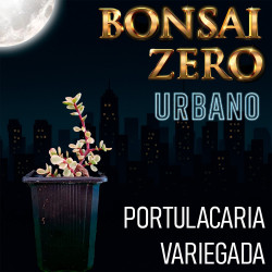 Kit Bonsai Zero URBANO...