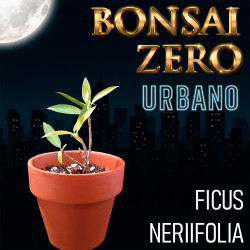 Kit Bonsai Zero URBANO...