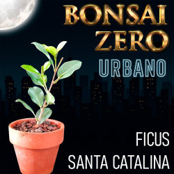 Kit Bonsai Zero URBANO...