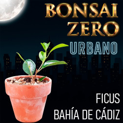 Kit Bonsai Zero URBANO...