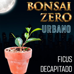 Bonsai Zero URBANO Ficus...