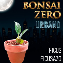 Bonsai Zero URBANO Ficus...