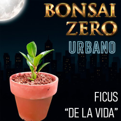 Bonsai Zero URBANO Ficus...