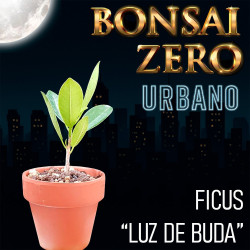 Bonsai Zero URBANO Ficus...