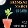 Bonsai Zero URBANO Ficus "Luz de Buda" (con certificado)