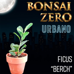 Bonsai Zero URBANO Ficus...