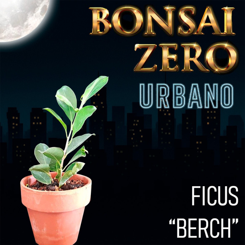 Bonsai Zero URBANO Ficus "Berch" (con certificado)