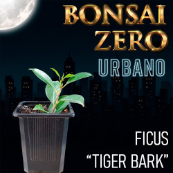 Bonsai Zero URBANO Ficus...