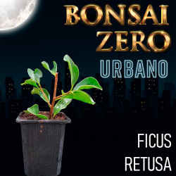 Bonsai Zero URBANO Ficus...