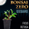 Bonsai Zero URBANO Ficus Retusa