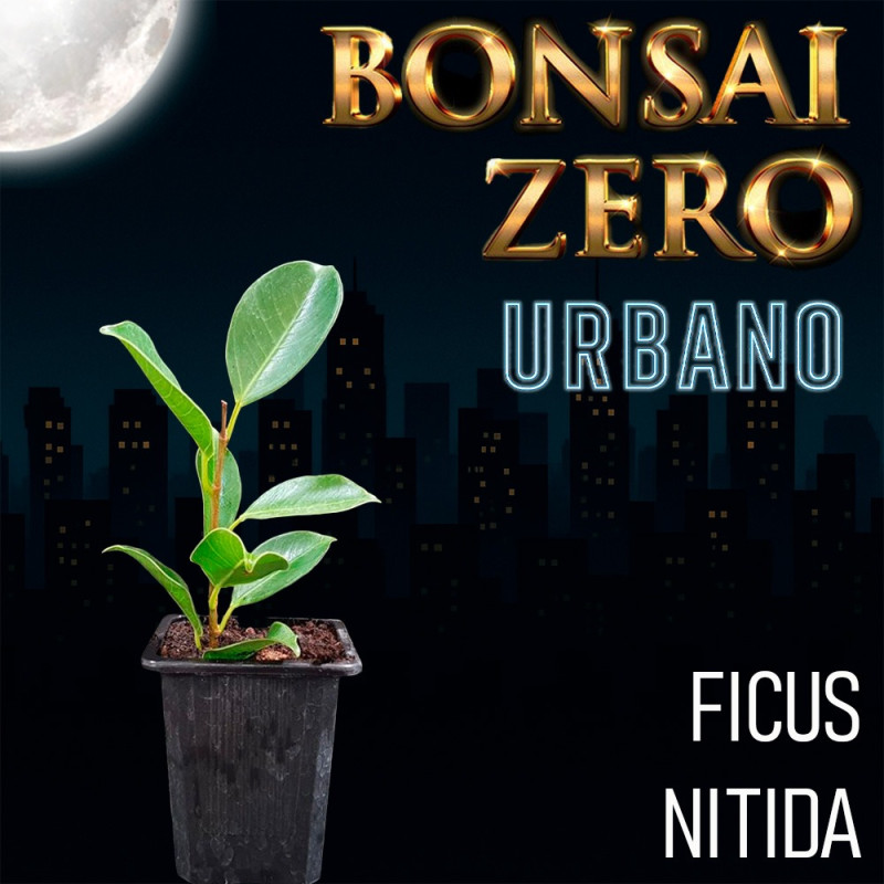 Bonsai Zero URBANO Ficus Nitida