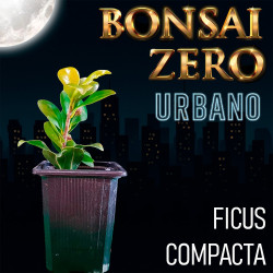 Bonsai Zero URBANO Ficus...