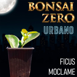 Bonsai Zero URBANO Ficus...