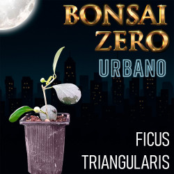 Bonsai Zero URBANO Ficus...