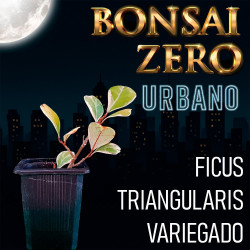 Bonsai Zero URBANO Ficus...