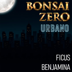 Bonsai Zero URBANO Ficus...