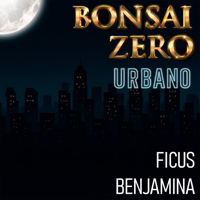 Bonsai Zero URBANO Ficus Benjamina