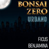 Bonsai Zero URBANO Ficus Benjamina