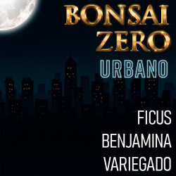 Bonsai Zero URBANO Ficus...