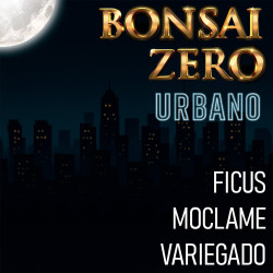 Bonsai Zero URBANO Ficus...