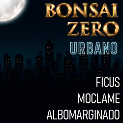 Bonsai Zero URBANO Ficus...
